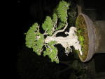 Click on one of the size names above to enlarge this image