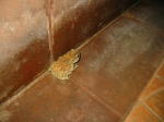 Click on one of the size names above to enlarge this image