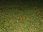Click on one of the size names above to enlarge this image
