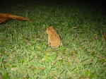 Click on one of the size names above to enlarge this image