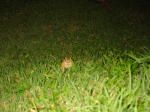 Click on one of the size names above to enlarge this image