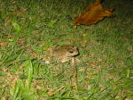 Click on one of the size names above to enlarge this image