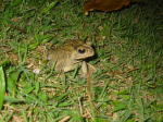 Click on one of the size names above to enlarge this image