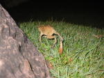 Click on one of the size names above to enlarge this image