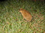 Click on one of the size names above to enlarge this image