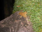 Click on one of the size names above to enlarge this image