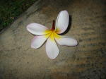 Click on one of the size names above to enlarge this image