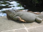 Click on one of the size names above to enlarge this image