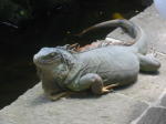 Click on one of the size names above to enlarge this image
