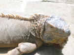 Click on one of the size names above to enlarge this image