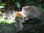 Click on one of the size names above to enlarge this image