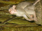 Click on one of the size names above to enlarge this image
