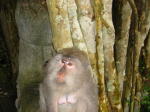 Click on one of the size names above to enlarge this image
