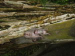 Click on one of the size names above to enlarge this image