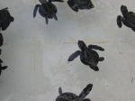 Click on one of the size names above to enlarge this image