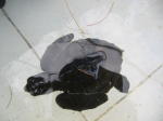 Click on one of the size names above to enlarge this image