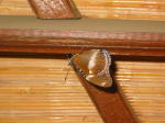 Click on one of the size names above to enlarge this image