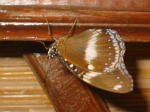 Click on one of the size names above to enlarge this image
