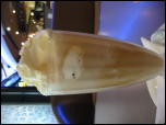 Click on one of the size names above to enlarge this image Click on one of the size names above to enlarge this image