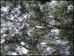 Click on one of the size names above to enlarge this image Click on one of the size names above to enlarge this image