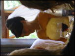 Click on one of the size names above to enlarge this image Click on one of the size names above to enlarge this image